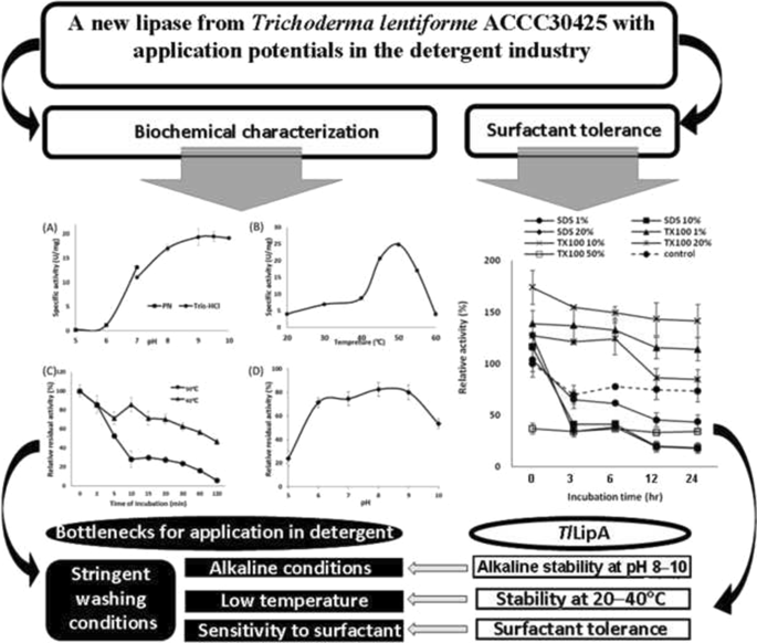 An Alkaline And Surfactant Tolerant Lipase From Trichoderma Lentiforme Accc With High Application Potential In The Detergent Industry Amb Express Full Text