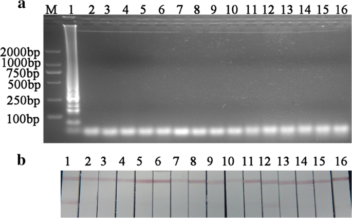 Probe-free label system for rapid detection of Cronobacter genus in  powdered infant formula | AMB Express | Full Text