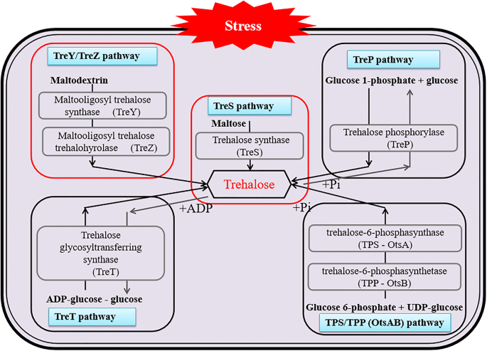 Deinococcus radiodurans: Radiation resistance – The Microbial