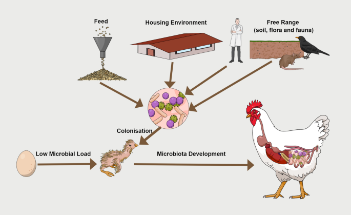 IV. Techniques to Enhance Soil Microbial Diversity in Hen Farming