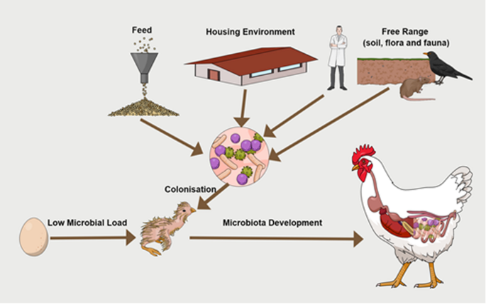 I. Introduction to Hens and Soil Microbial Diversity