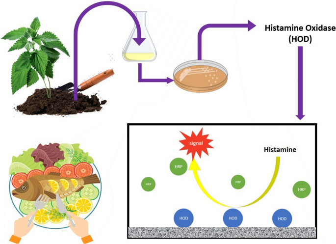 A novel thermostable alkaline histamine oxidase from Glutamicibacter sp.  N1A3101, induced by histamine and its analogue betahistine | SpringerLink