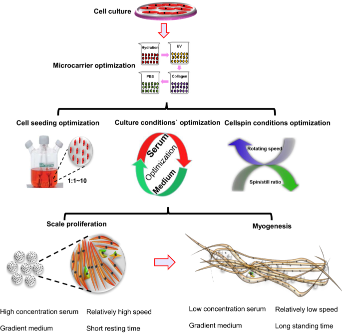 Physical optimization of cell proliferation and differentiation using  spinner flask and microcarriers | AMB Express | Full Text
