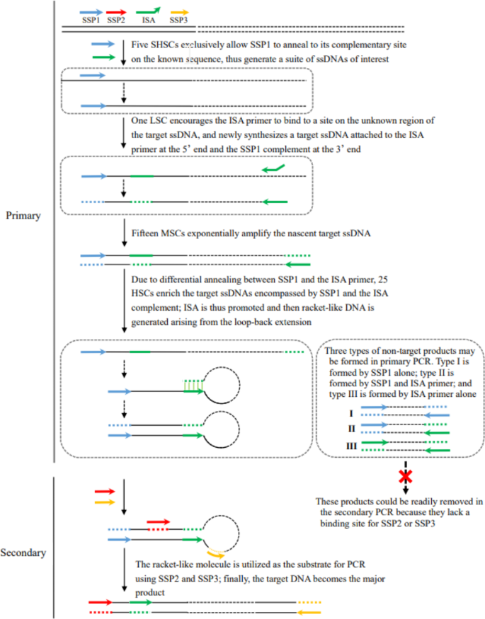 Single Specific Primer-Polymerase Chain Reaction (SSP-PCR) and Genome  Walking