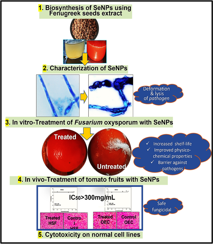 of treatment and storage time on the color values of MF and VF