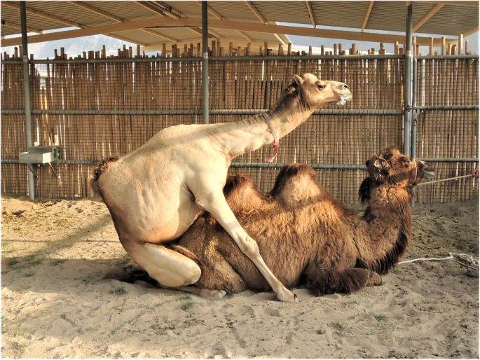 Dromedary (Camelus dromedarius) and Bactrian camel (Camelus bactrianus)  crossbreeding husbandry practices in Turkey and Kazakhstan: An in-depth  review | Pastoralism | Full Text