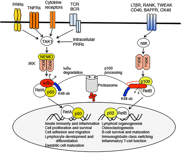Asser jugar cortesía NF-κB in inflammation and renal diseases | Cell & Bioscience | Full Text