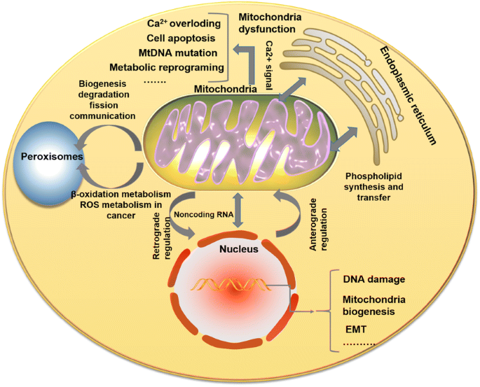 Communication Between Mitochondria And Other Organelles A Brand New Perspective On Mitochondria In Cancer Cell Bioscience Full Text