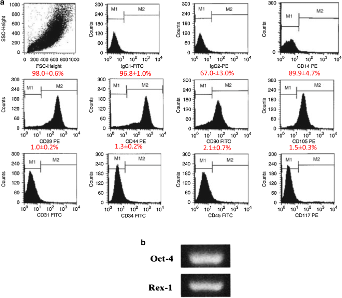 Enhanced Efficiency In Isolation And Expansion Of Hamscs Via Dual Enzyme Digestion And Micro Carrier Cell Bioscience Full Text