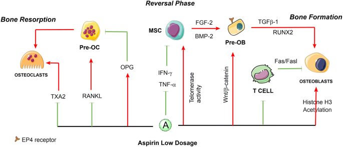 Dose Dependent Roles Of Aspirin And Other Non Steroidal Anti