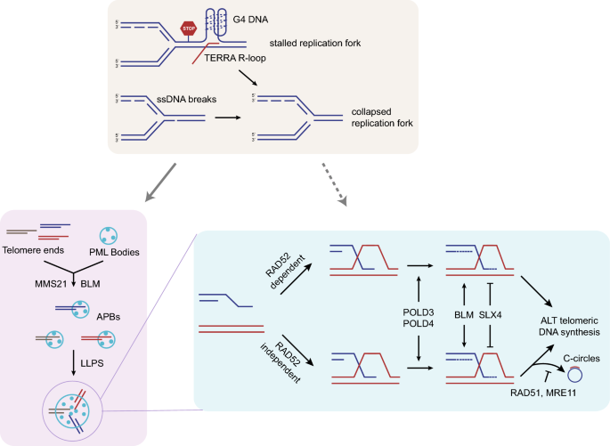 Alternative lengthening of telomeres: from molecular mechanisms to  therapeutic outlooks | Cell & Bioscience | Full Text