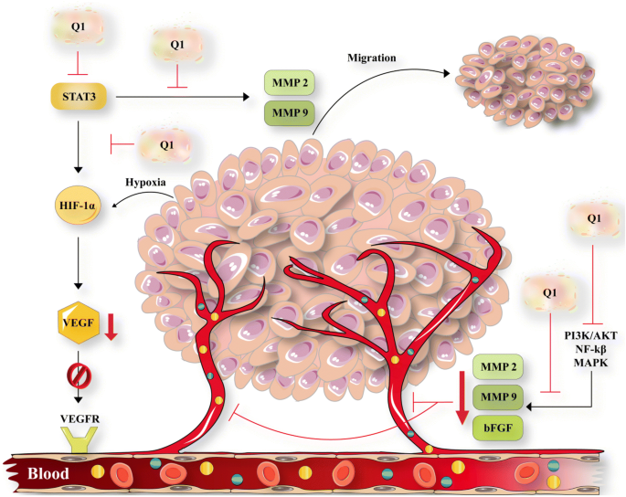 Quercetin and cancer: new insights into its therapeutic effects on ovarian  cancer cells | Cell & Bioscience | Full Text