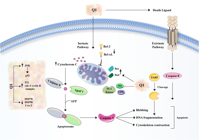 Quercetin and cancer: new insights into its therapeutic effects on ovarian  cancer cells | Cell & Bioscience | Full Text