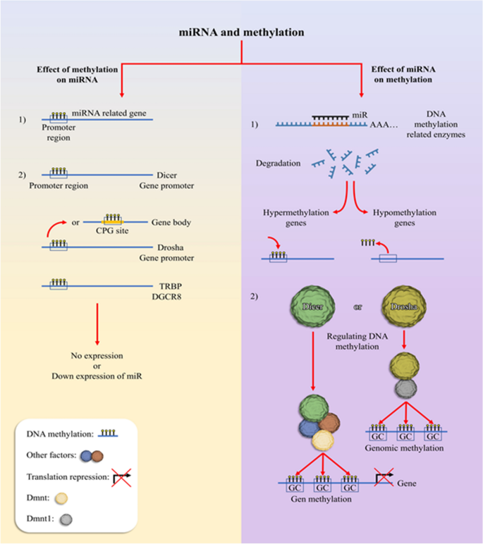 MicroRNA-411 and Its 5′-IsomiR Have Distinct Targets and Functions