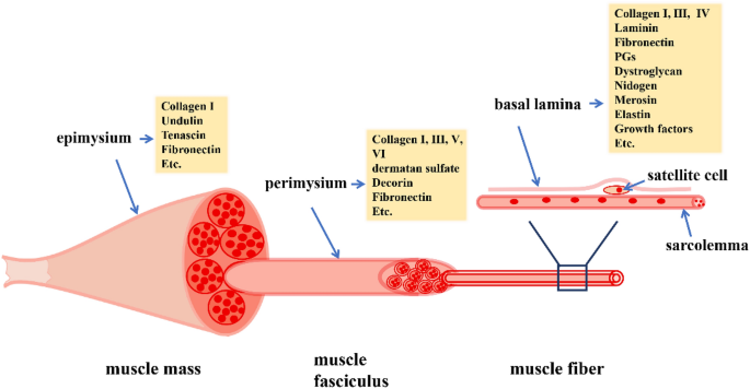 Extracellular Matrix An Important Regulator Of Cell Functions And Skeletal Muscle Development Cell Bioscience Full Text Extracellular Matrix An Important Regulator Of Cell Functions And Skeletal Muscle Development Cell Bioscience Full Text