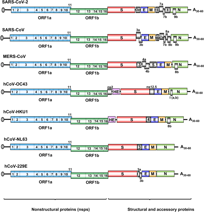 Frontiers  Understanding the Role of SARS-CoV-2 ORF3a in Viral