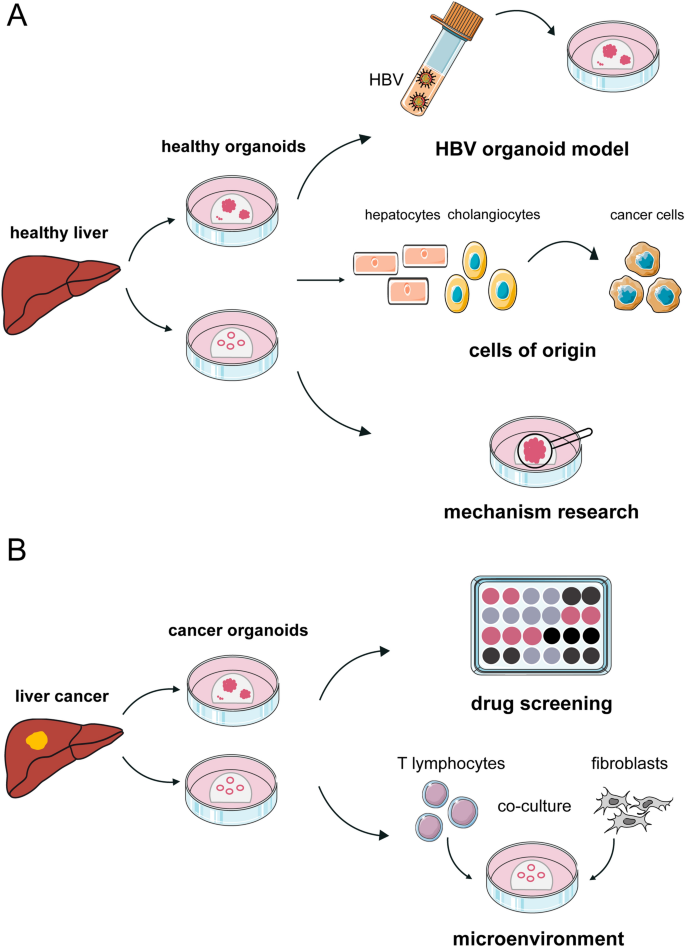 A human multi-lineage hepatic organoid model for liver fibrosis