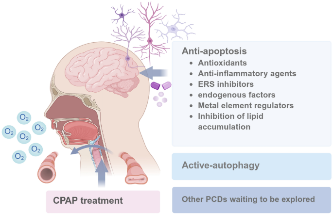 glutathione sleep apnea Programmed cell death in the cognitive impairment of obstructive sleep apnea  | Cell & Bioscience