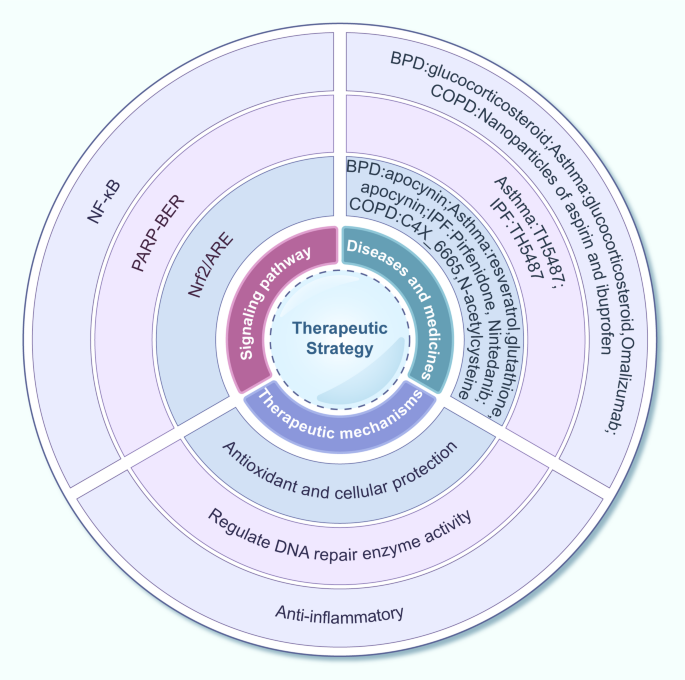 DNA damage response and cell fate decisions across the lifespan: from fetal  development to age-related respiratory diseases | Cell & Bioscience |  Springer Nature Link