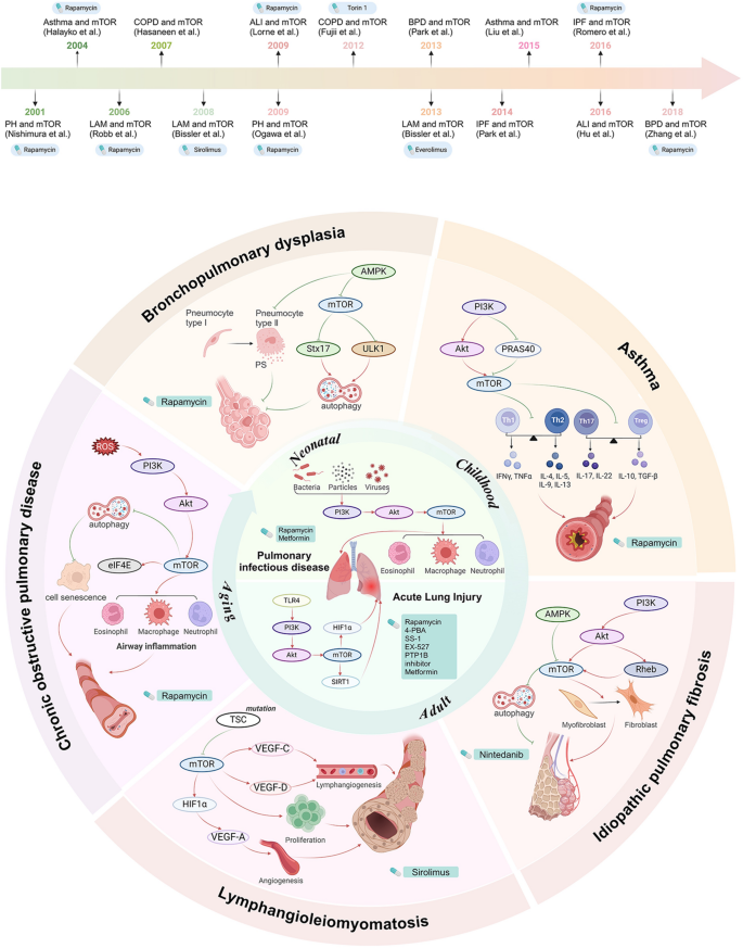 Correction: The dual role of mTOR signaling in lung development and ...