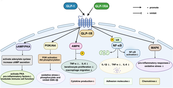 top glp 1 providers MEDVi GLP-1 Weight Loss Claims Evaluated: 2026 Report Examining 