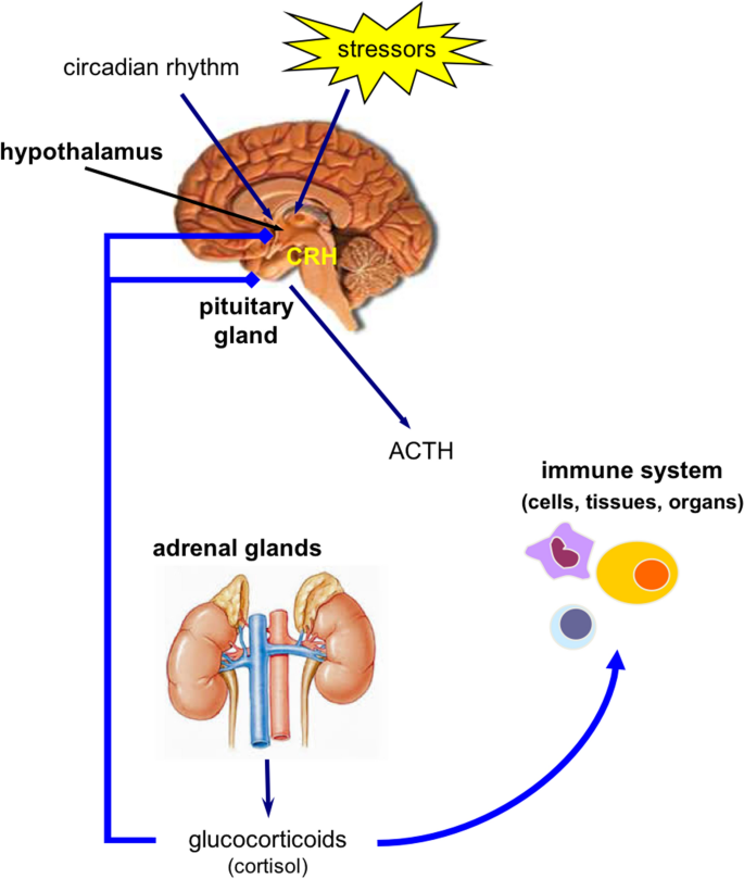 The Truth Is You Are Not The Only Person Concerned About steroids chemistry