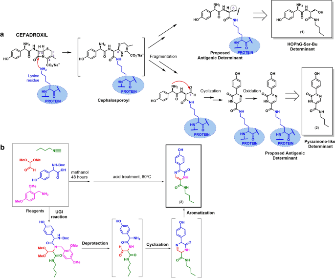 Penicillin And Cephalosporin Cross Reactivity Role Of Side Chain And Synthetic Cefadroxil Epitopes Clinical And Translational Allergy Full Text
