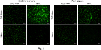 figure 42