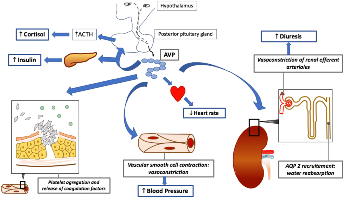 Vasopressin  Application Areas Vasopressin  Application Areas
