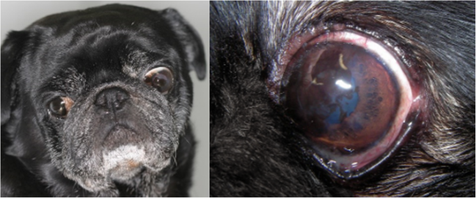 Clinical signs of brachycephalic ocular syndrome in 93 dogs | Irish  Veterinary Journal | Full Text