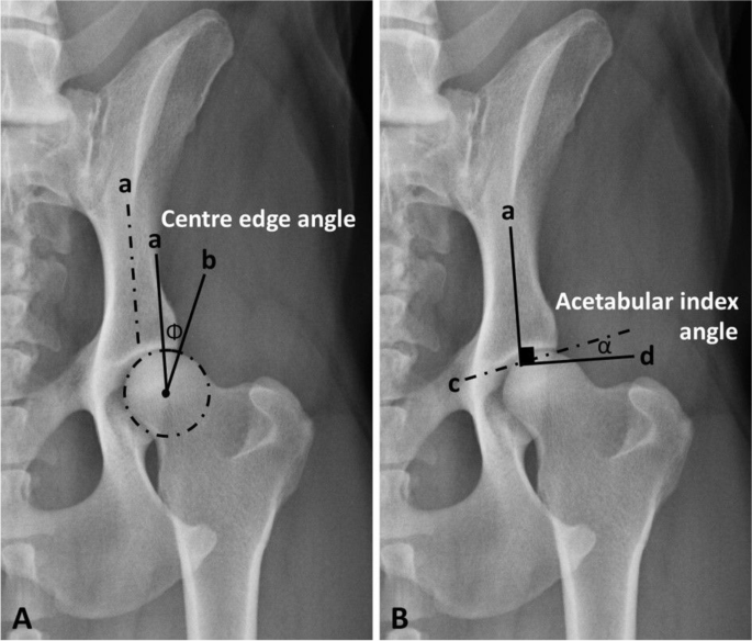 Radiographic quantification of the normal and near-normal coxofemoral  conformation in Labrador Retrievers and German Shepherds: a comparative  study | Irish Veterinary Journal | Full Text