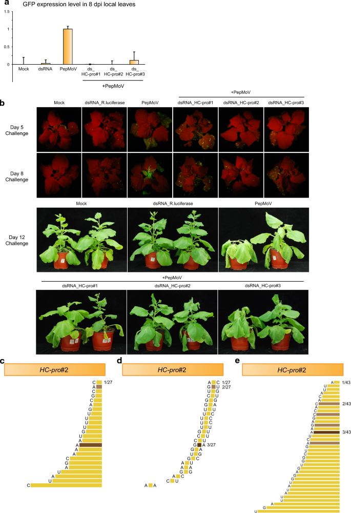 Double Stranded Rna Confers Resistance To Pepper Mottle Virus In Nicotiana Benthamiana Applied Biological Chemistry Full Text