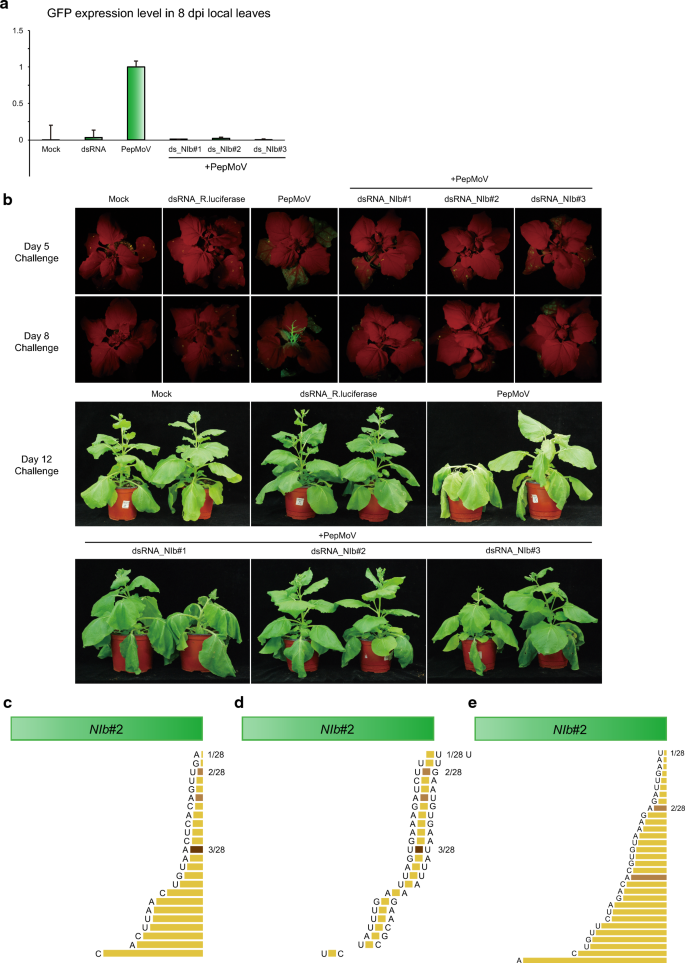 Double Stranded Rna Confers Resistance To Pepper Mottle Virus In Nicotiana Benthamiana Applied Biological Chemistry Full Text