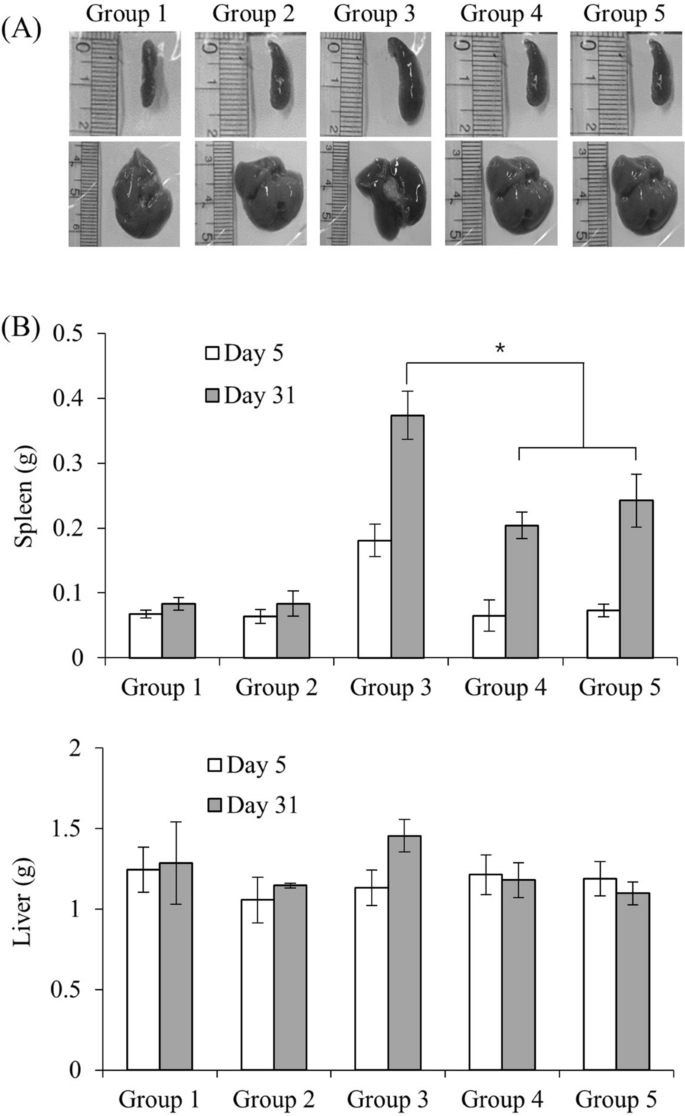 PDF) Ex vivo model exhibits protective effects of sesamin against