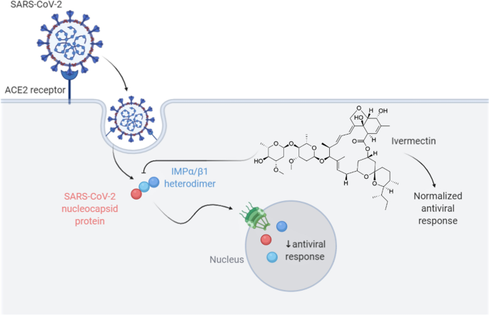 How ivermectin works for covid
