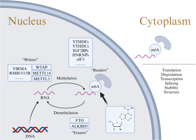 m6A modification on ncRNAs and underlying mechanisms of exercise in the ...