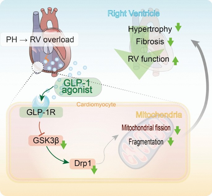 hhvp glp-1 GLP-1 agonists reduce right ventricular mitochondrial dysfunction by  inhibiting the GSK3β-Drp1 signalling in pulmonary hypertension | European  Journal of Medical Research