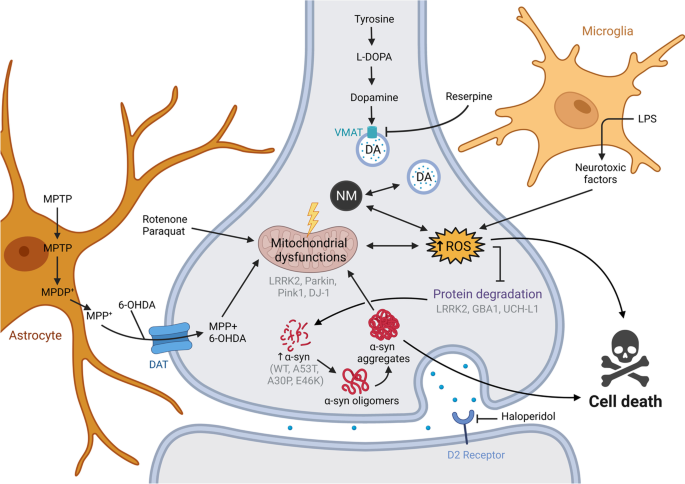 Animal models of Parkinson's disease: bridging the gap between disease hallmarks and research questions | Translational Neurodegeneration | Full Text animal-models-of-parkinson-s-disease-bridging-the-gap-between-disease-hallmarks-and-research-questions-translational-neurodegeneration-full-text