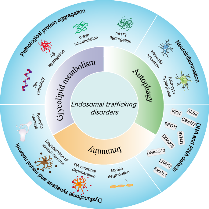 Endosomal traffic disorders: a driving force behind neurodegenerative diseases | Translational Neurodegeneration | Full Text endosomal-traffic-disorders-a-driving-force-behind-neurodegenerative-diseases-translational-neurodegeneration-full-text