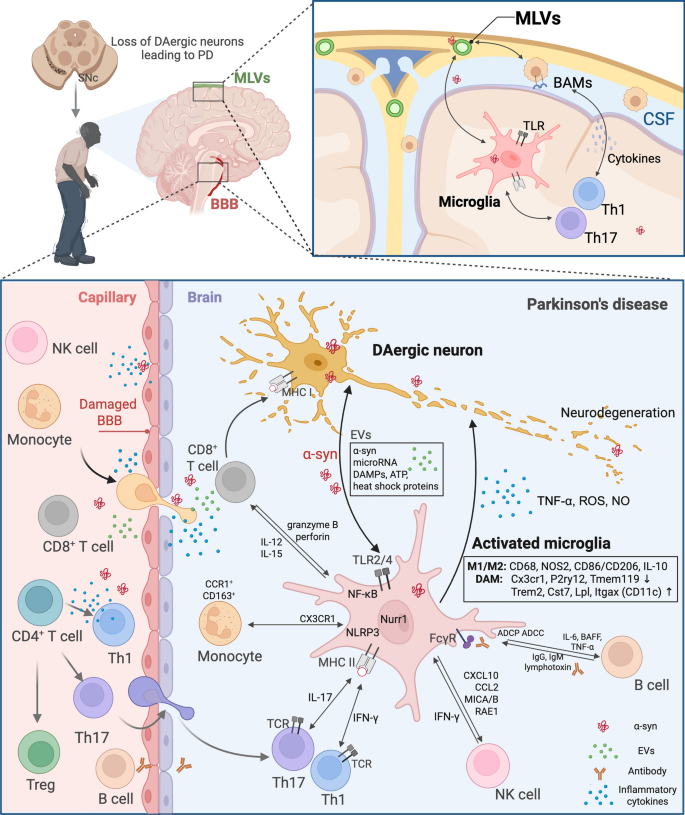 Microglia in the crosstalk between peripheral and central nervous ...
