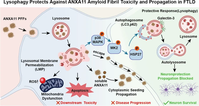 Un estudio analiza cómo la lisofagia protege frente a toxicidad asociada a ANXA11