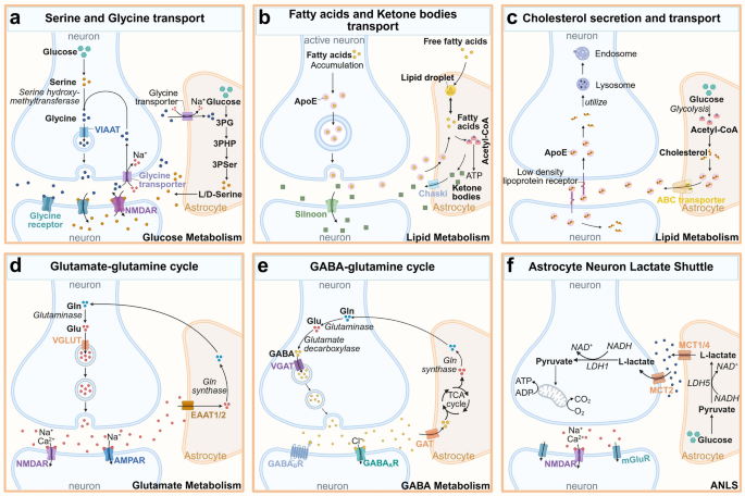 glycine and glutathione dr hyman Metabolic crosstalk in the ageing brain: astrocyte-neuron coupling as a target for homeostatic restoration therapy | Translational Neurodegeneration Ghk Cu Hair Growth regactiv Flavor:Chicken