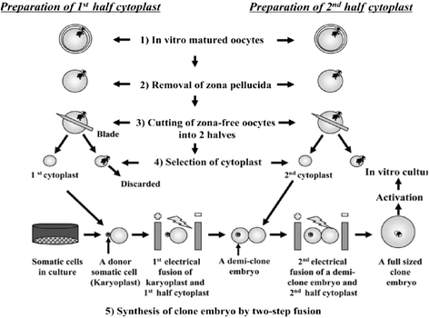 Handmade Cloning Recent Advances Potential And Pitfalls Journal Of Animal Science And Biotechnology Full Text