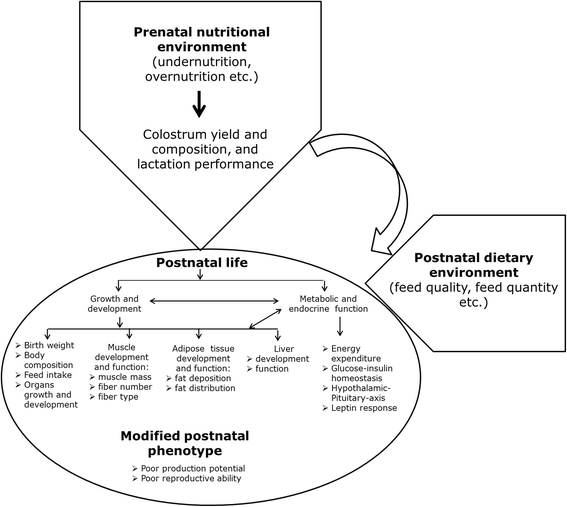 Impacts of prenatal nutrition on animal production and performance: a focus  on growth and metabolic and endocrine function in sheep | Journal of Animal  Science and Biotechnology | Full Text
