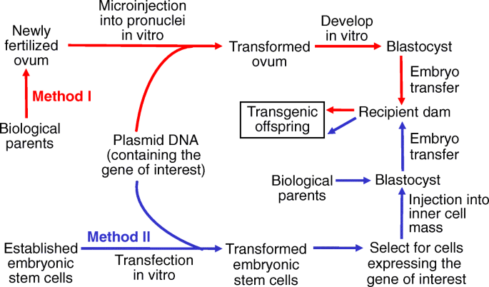 Application of new biotechnologies for improvements in swine nutrition and pork production | Journal of Animal Science and Biotechnology | Full Text Application of new biotechnologies for improvements in swine nutrition and pork production | Journal of Animal Science and Biotechnology | Full Text