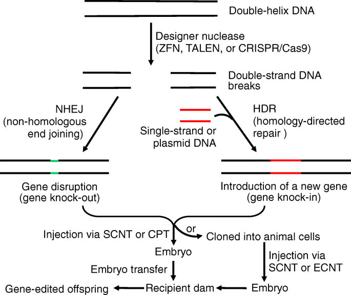 Application of new biotechnologies for improvements in swine nutrition and pork production | Journal of Animal Science and Biotechnology | Full Text Application of new biotechnologies for improvements in swine nutrition and pork production | Journal of Animal Science and Biotechnology | Full Text
