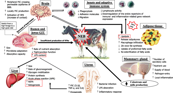 Role of nutraceuticals during the transition period of dairy cows: a review  | Journal of Animal Science and Biotechnology | Full Text
