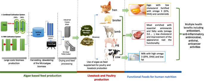 Microalgal-based feed: promising alternative feedstocks for livestock and  poultry production | Journal of Animal Science and Biotechnology | Full Text