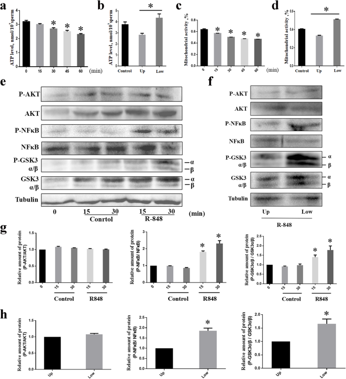 Tlr7 8 Signalling Affects X Sperm Motility Via The Gsk3 A B Hexokinase Pathway For The Efficient Production Of Sexed Dairy Goat Embryos Journal Of Animal Science And Biotechnology Full Text
