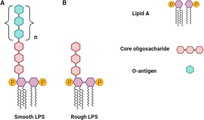 Hus hjemme kompensation Ruminal bacteria lipopolysaccharides: an immunological and microbial  outlook | Journal of Animal Science and Biotechnology | Full Text